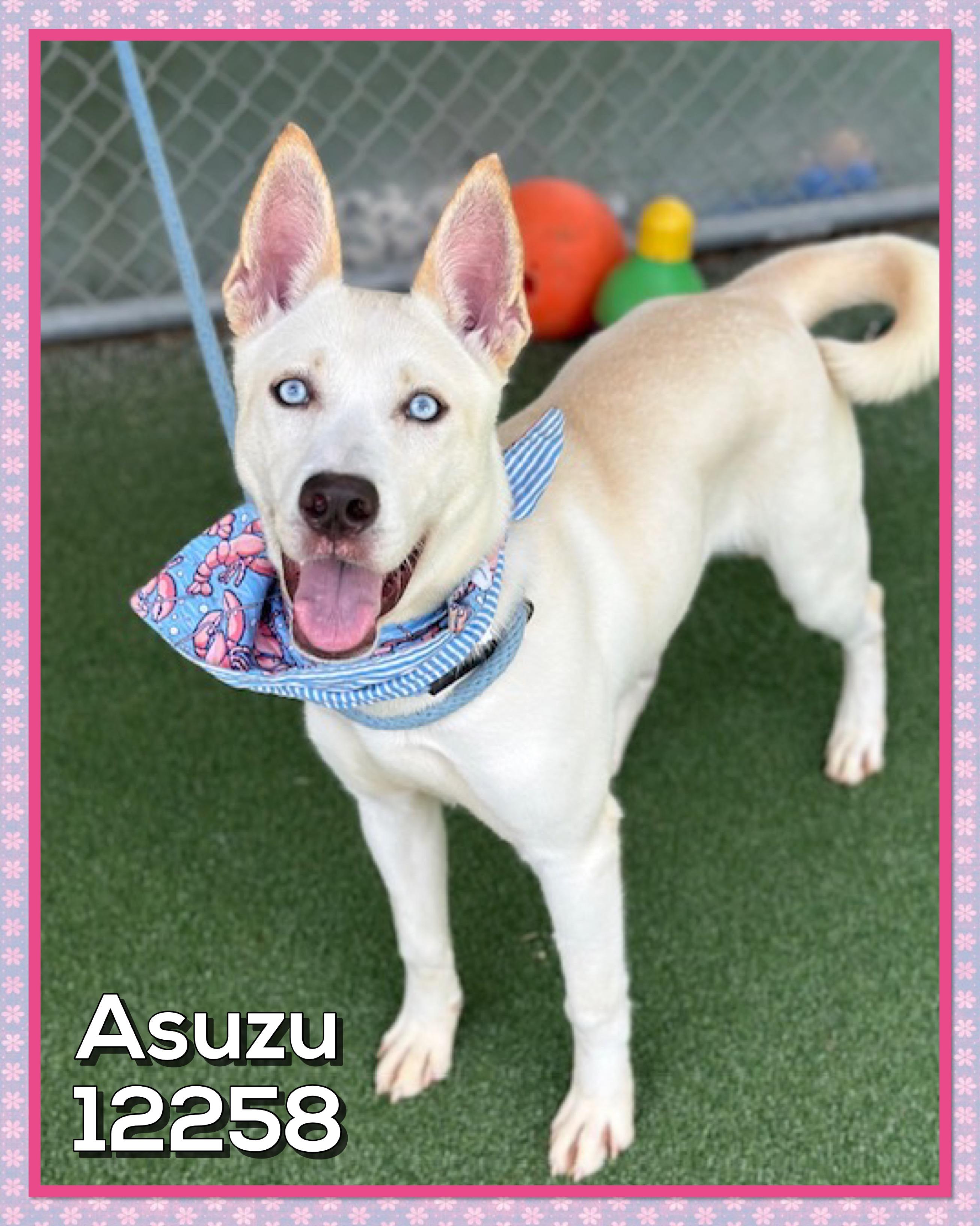ASUZU