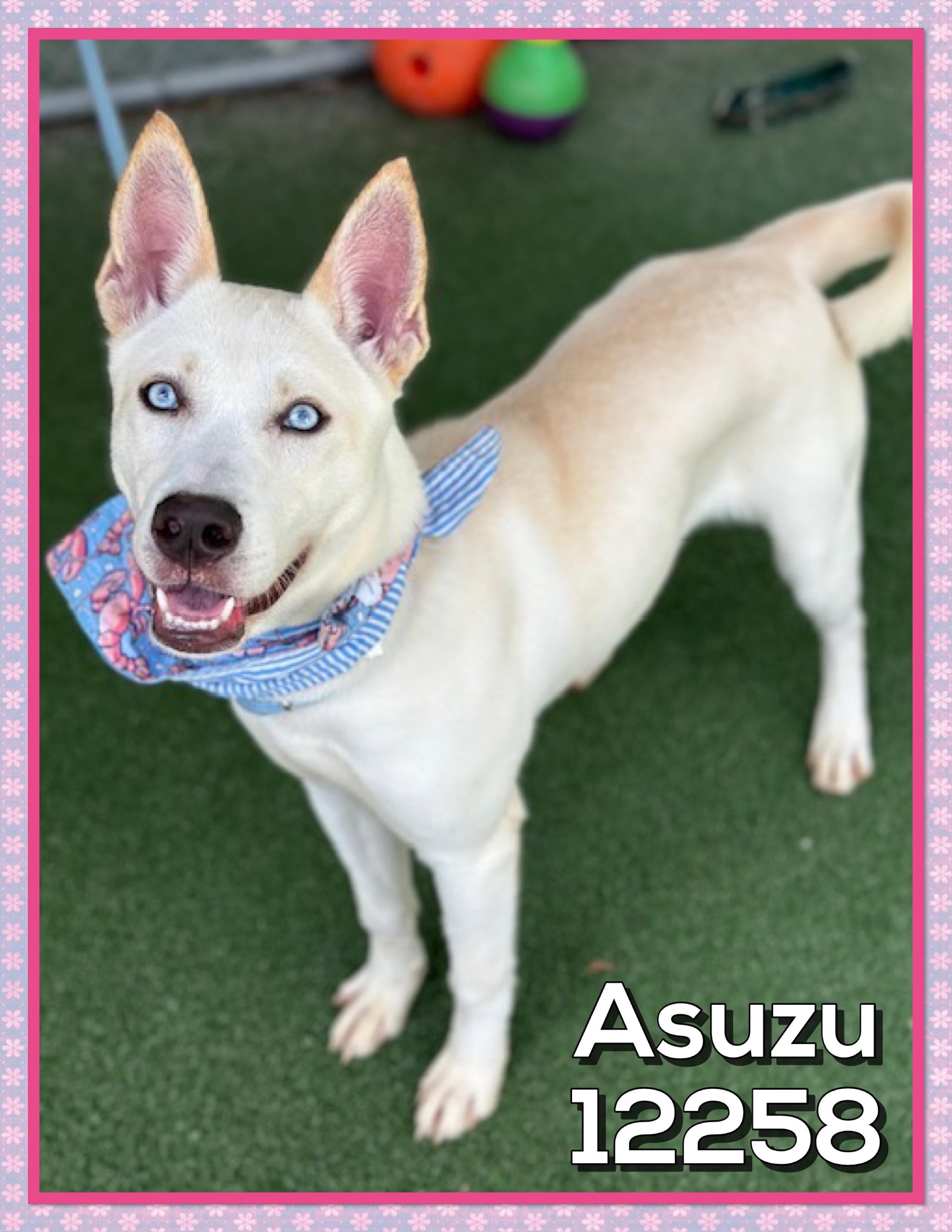 ASUZU