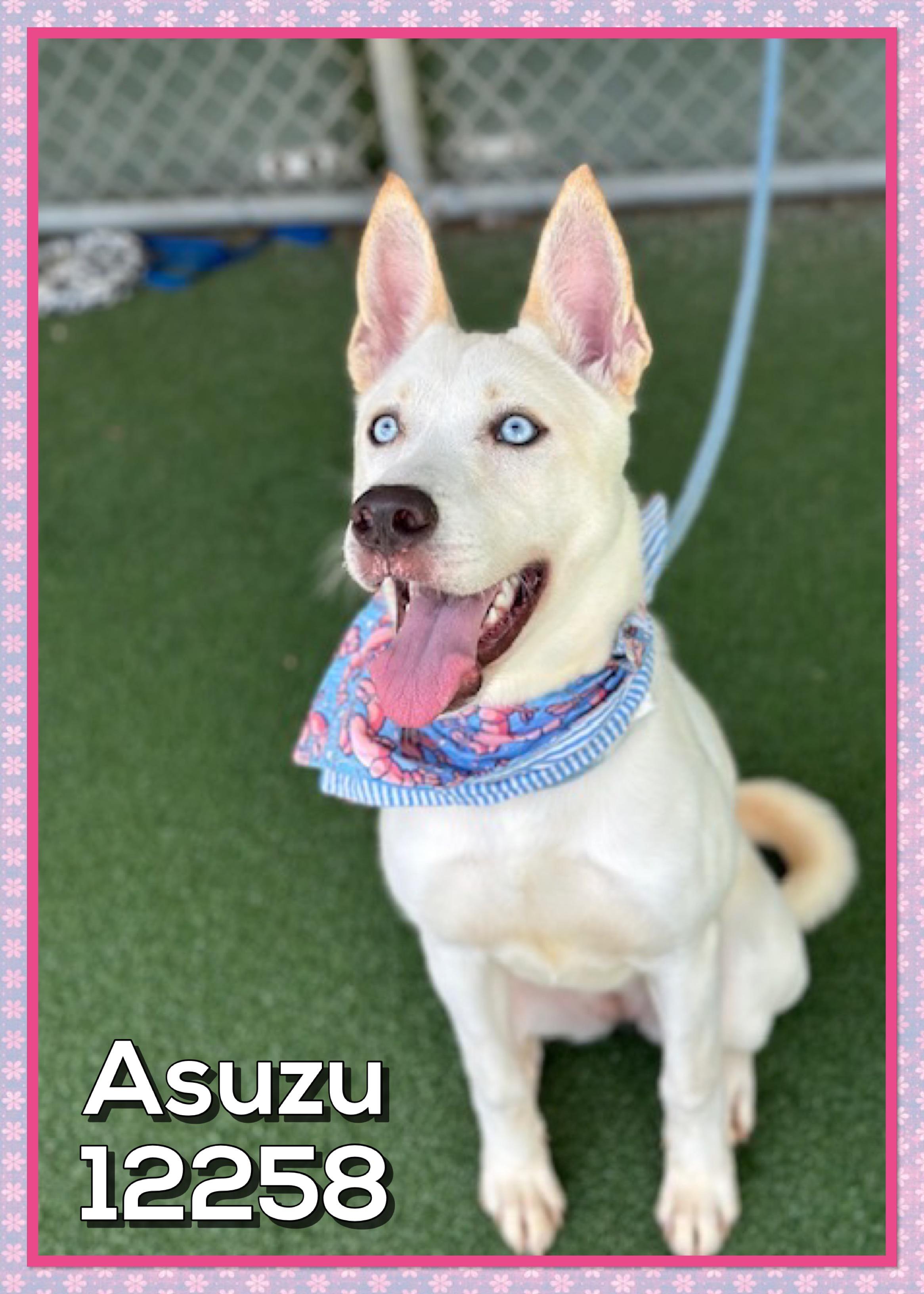 ASUZU