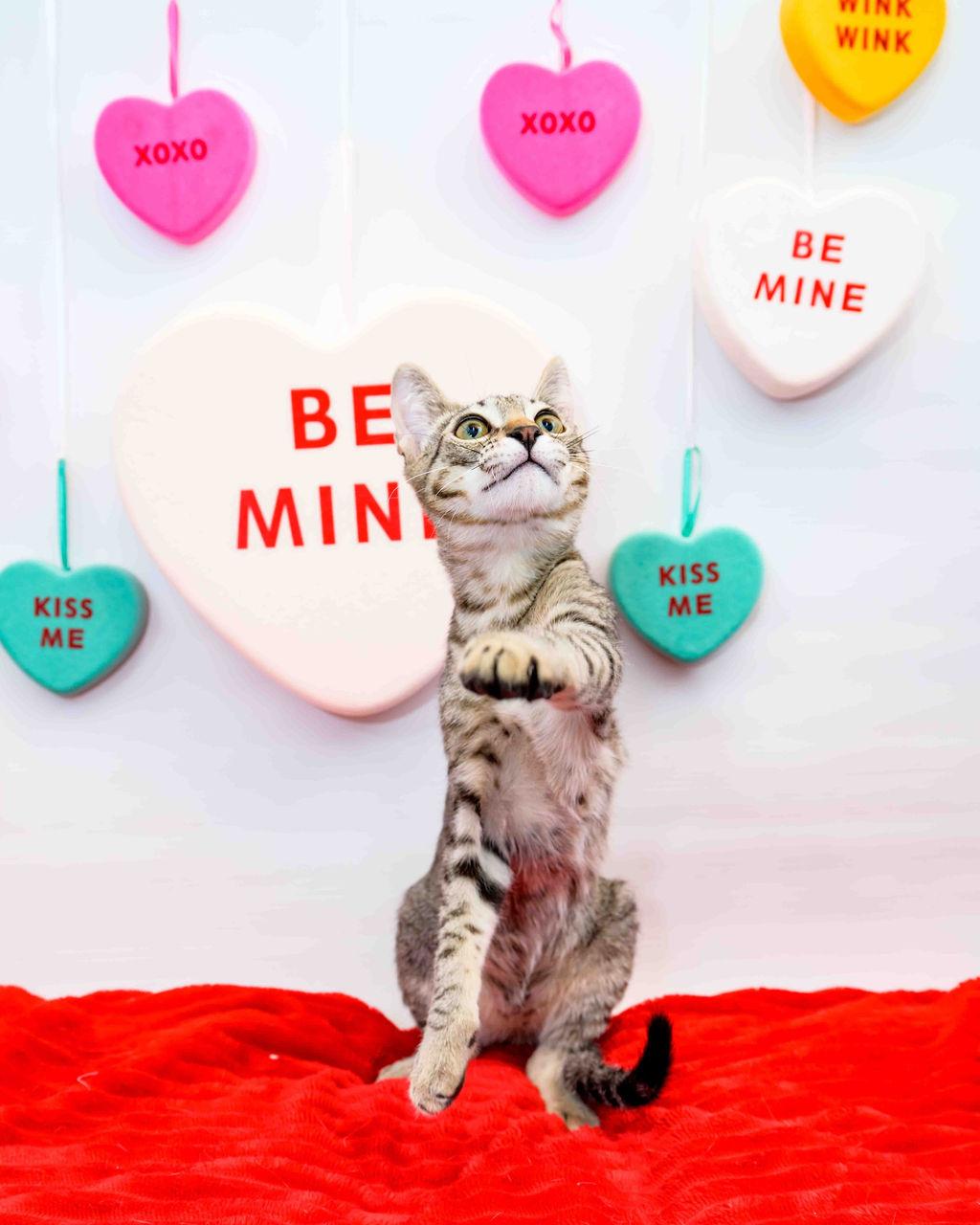 Enlarge Benz, an adoptable Domestic Short Hair in Jefferson, LA image 3/6