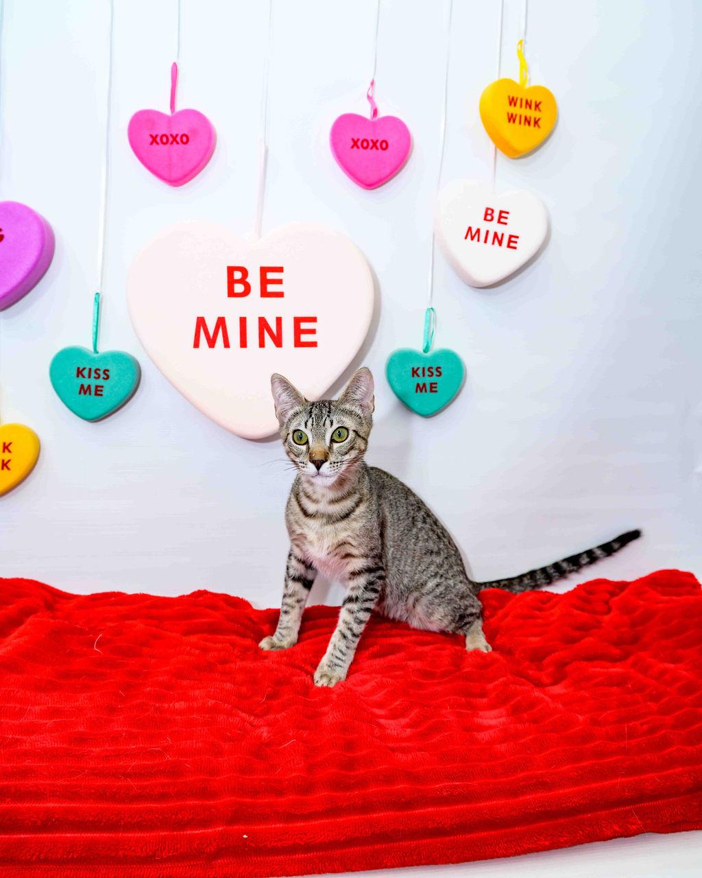 Benz, adoptable, Kitten Male Domestic Short Hair.