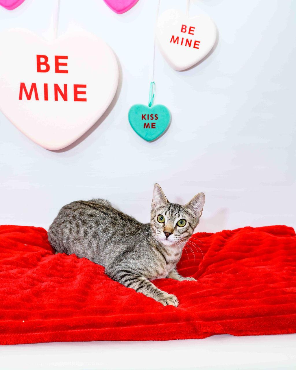 Enlarge Benz, an adoptable Domestic Short Hair in Jefferson, LA image 2/6