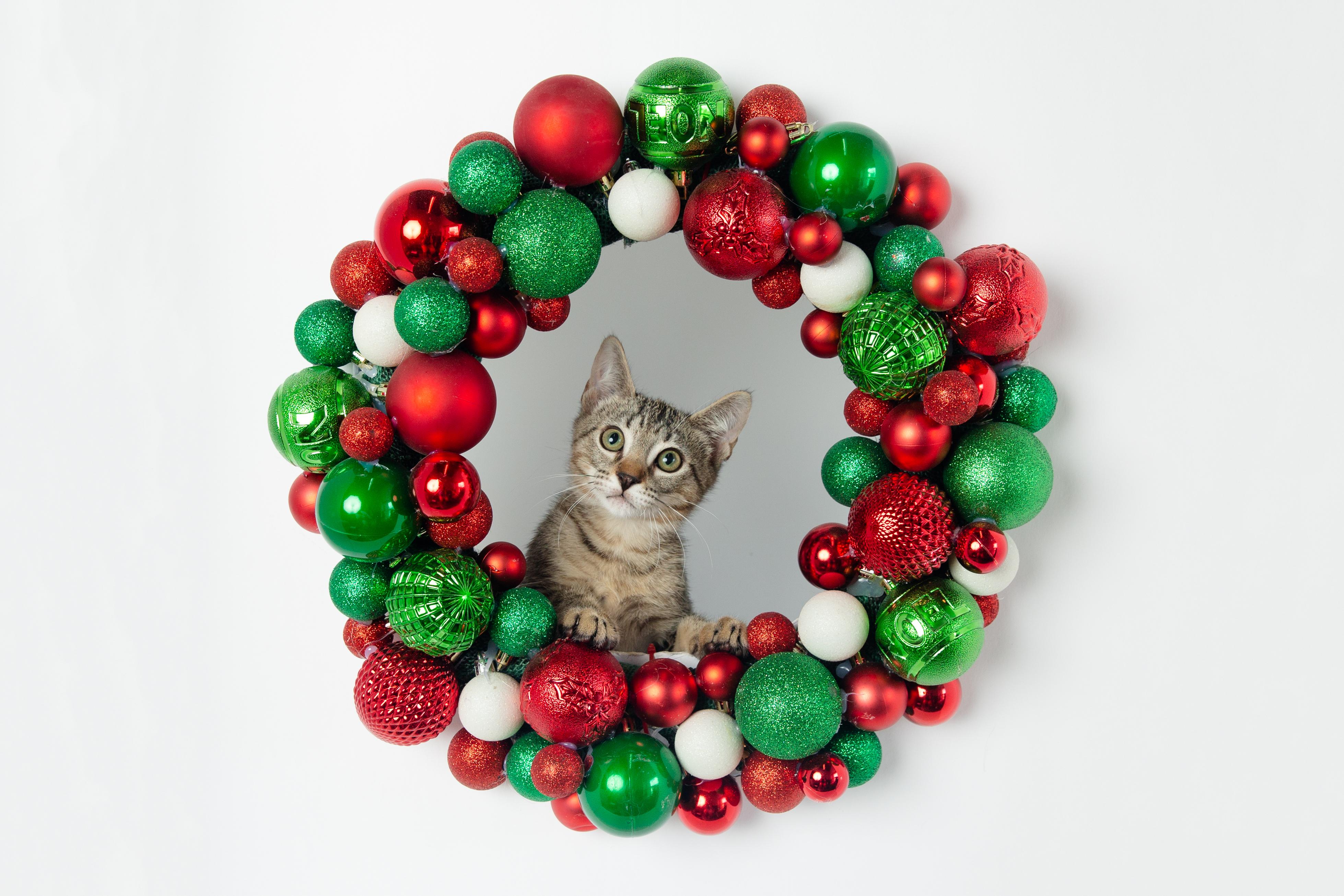 Enlarge Benz, an adoptable Domestic Short Hair in Jefferson, LA image 5/6