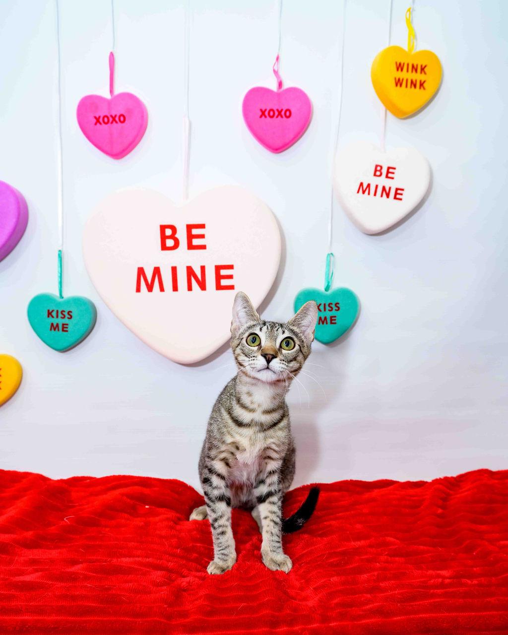 Enlarge Benz, an adoptable Domestic Short Hair in Jefferson, LA image 4/6