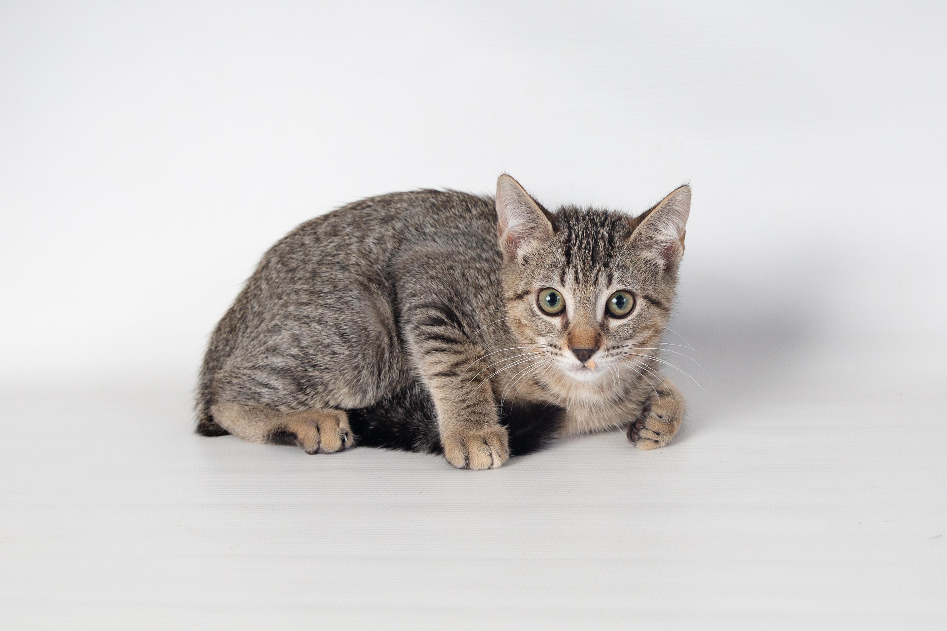 Enlarge Benz, an adoptable Domestic Short Hair in Jefferson, LA image 6/6