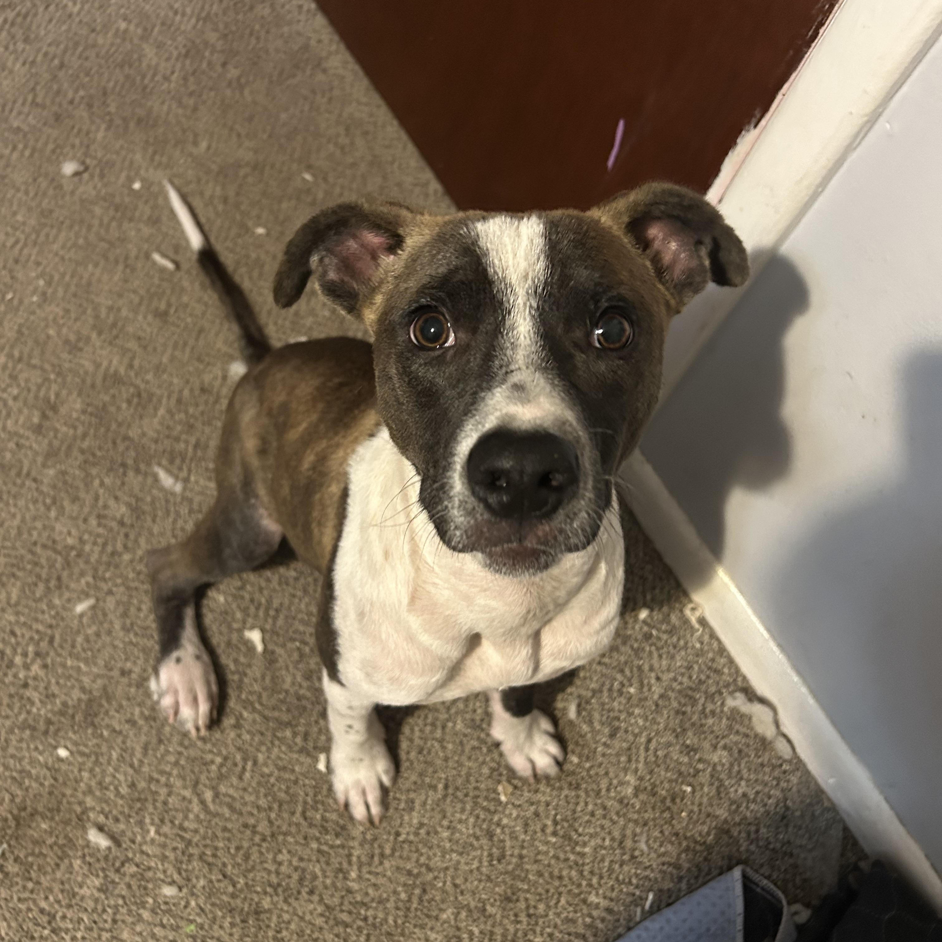 Enlarge Mohawk, an adoptable mixed breed in Medford, NY image 2/4
