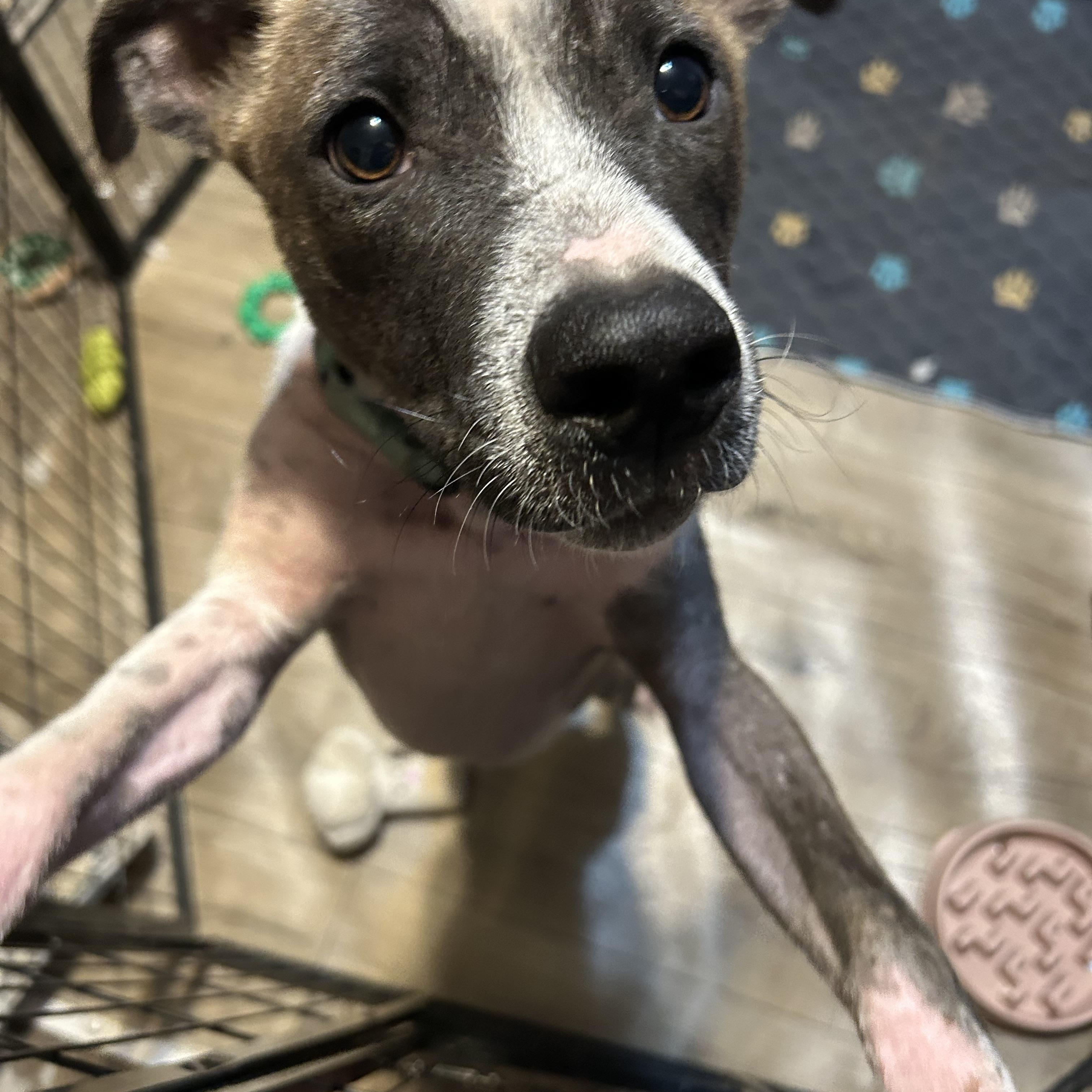 Enlarge Mohawk, an adoptable mixed breed in Medford, NY image 3/4