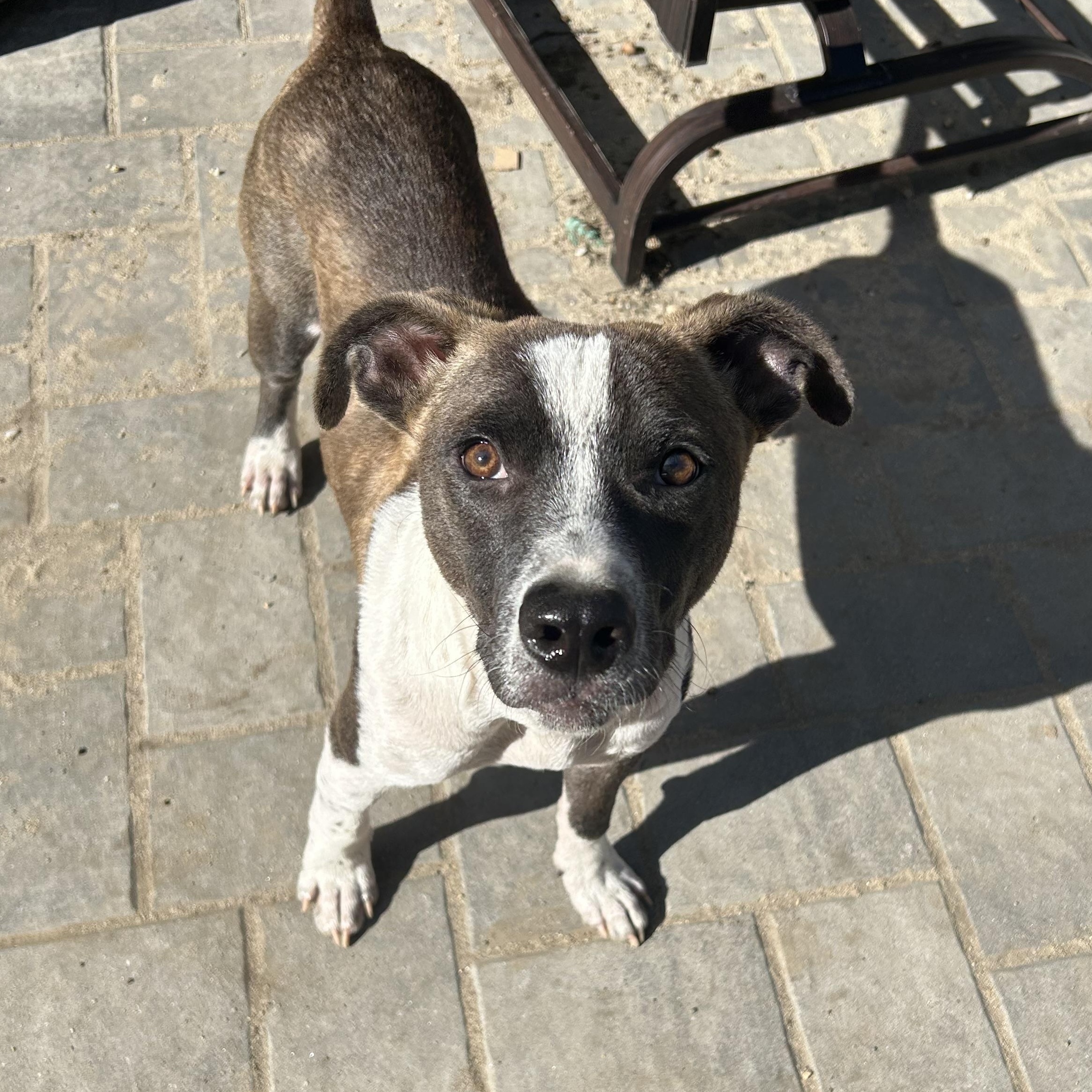 Enlarge Mohawk, an adoptable mixed breed in Medford, NY image 1/4
