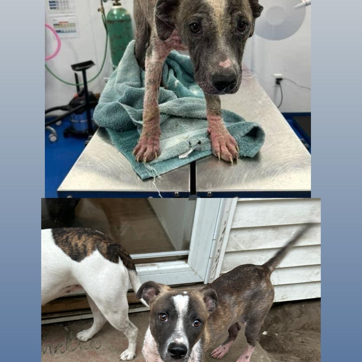 Enlarge Mohawk, an adoptable mixed breed in Medford, NY image 4/4