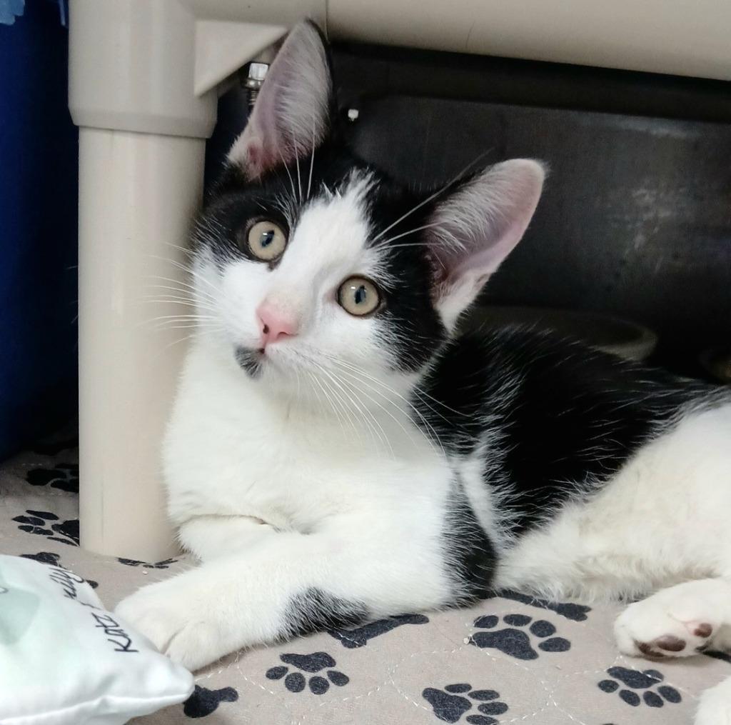 Enlarge Keebler, a Adoptable mixed breed in Sunrise Beach, MO image 1/2