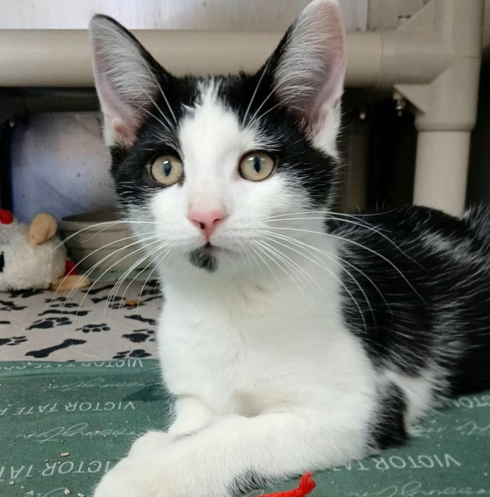 Enlarge Keebler, a Adoptable mixed breed in Sunrise Beach, MO image 2/2