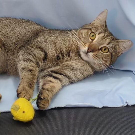 Enlarge Chachkala, a Adoptable Domestic Short Hair in Boston, MA image 1/3