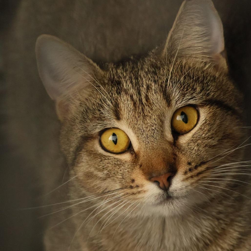 Enlarge Chachkala, a Adoptable Domestic Short Hair in Boston, MA image 2/3