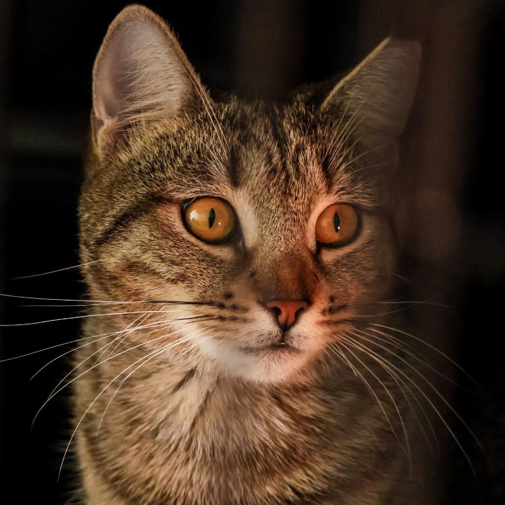 Enlarge Chachkala, a Adoptable Domestic Short Hair in Boston, MA image 3/3