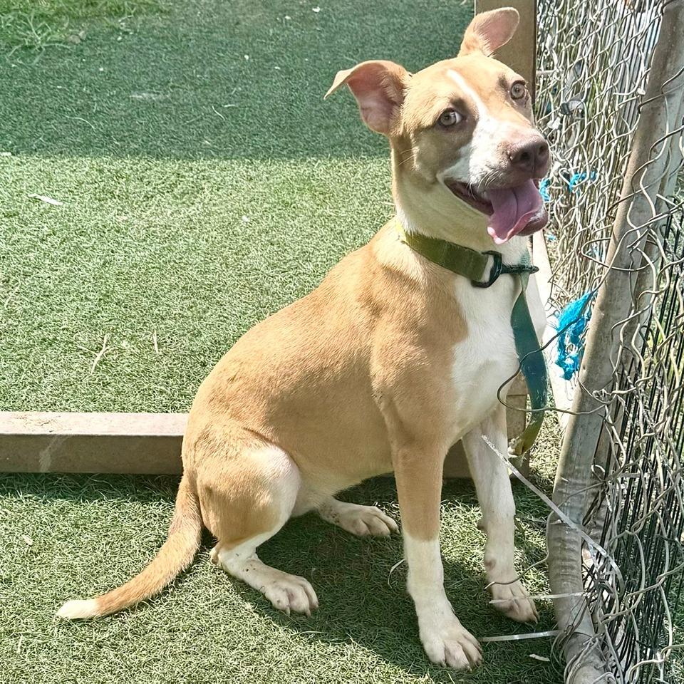 Iris, Adoptable, Puppy Female Mixed Breed.