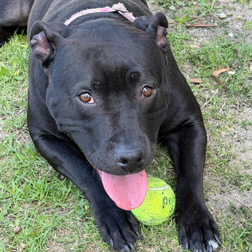 Enlarge *** Maya Papaya, a Adoptable Pit Bull Terrier in Oceanside, CA image 2/5