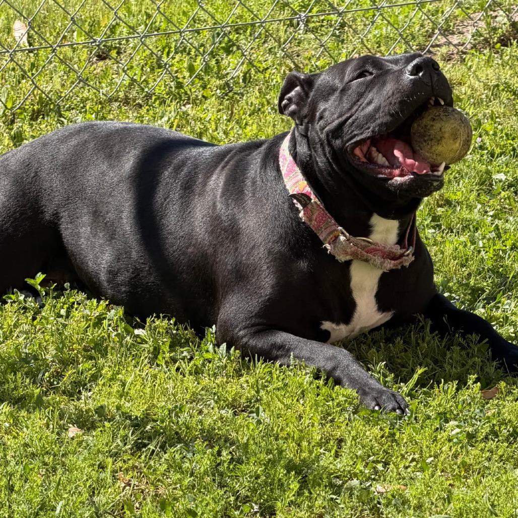 Enlarge *** Maya Papaya, a Adoptable Pit Bull Terrier in Oceanside, CA image 3/5