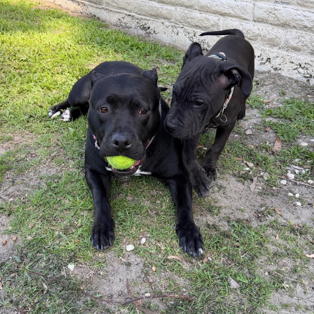 Enlarge *** Maya Papaya, a Adoptable Pit Bull Terrier in Oceanside, CA image 4/5