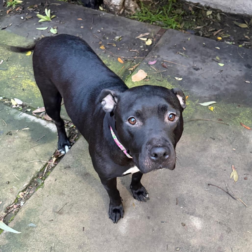 Enlarge *** Maya Papaya, a Adoptable Pit Bull Terrier in Oceanside, CA image 5/5