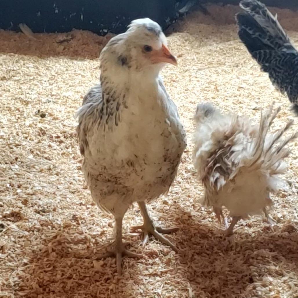 Gloria, Adoptable, Young Female Chicken.