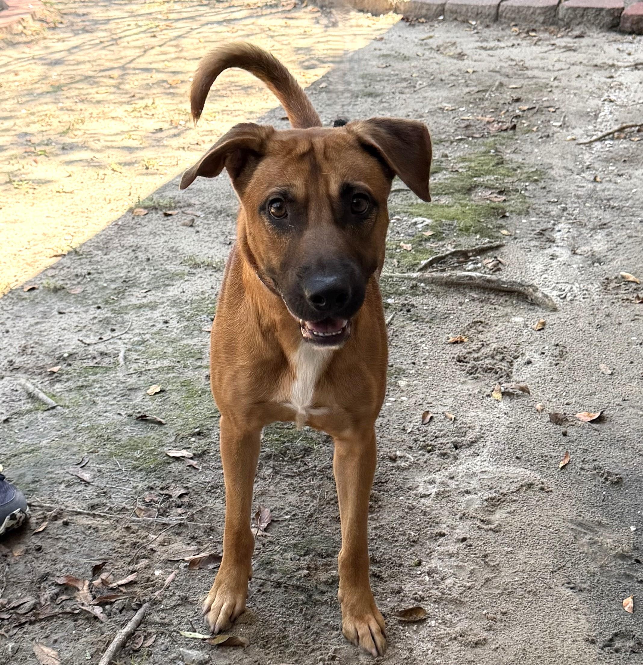 Enlarge Anthony Kiedis, a Adoptable mixed breed in Slidell, LA image 1/2