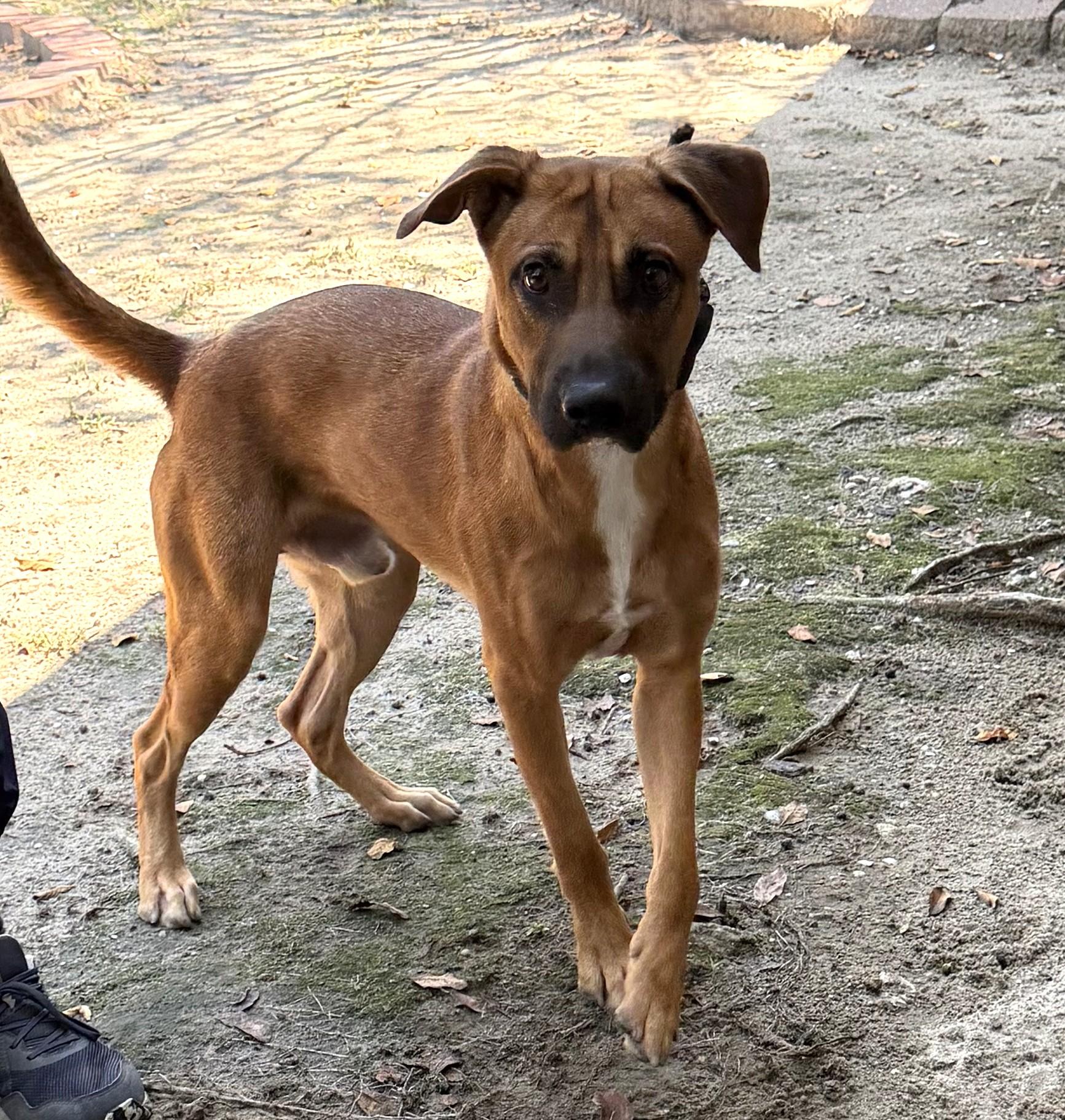 Enlarge Anthony Kiedis, a Adoptable mixed breed in Slidell, LA image 2/2