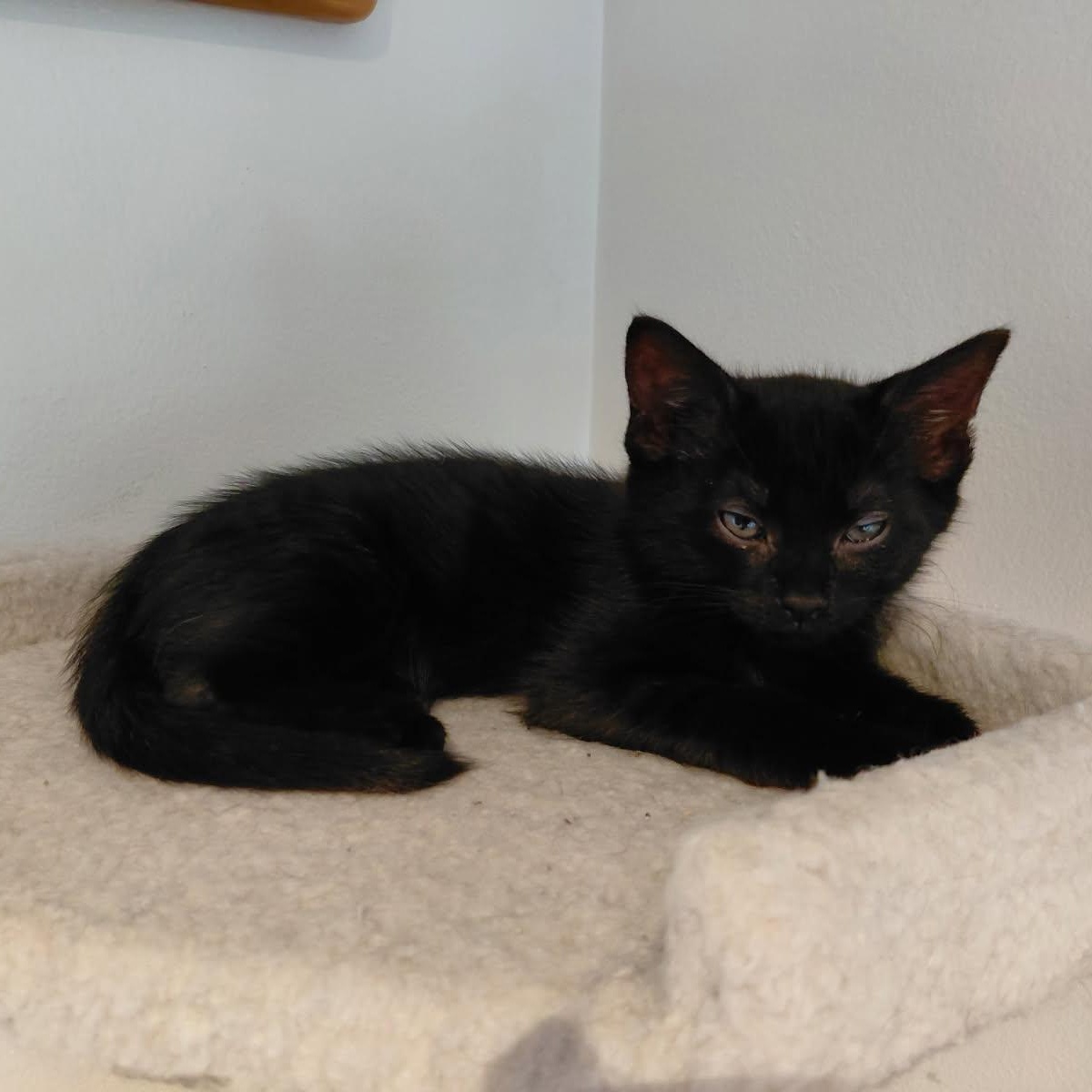 Enlarge Astro, an adopted Domestic Short Hair in Joliet, IL image 1/4