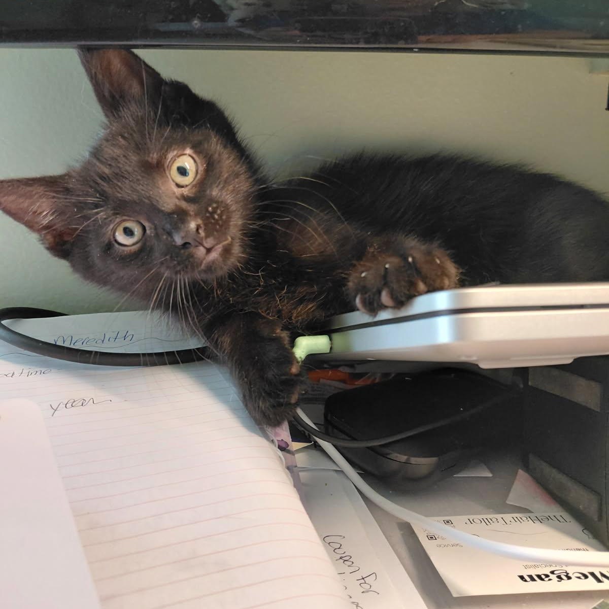 Enlarge Astro, an adopted Domestic Short Hair in Joliet, IL image 2/4