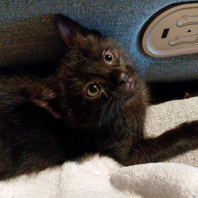 Enlarge Astro, an adopted Domestic Short Hair in Joliet, IL image 3/4