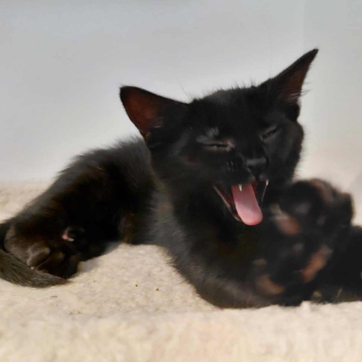 Enlarge Astro, an adopted Domestic Short Hair in Joliet, IL image 4/4