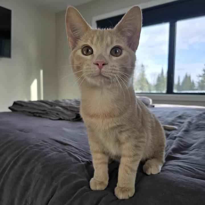 Harley, a Adoptable Domestic Short Hair in Park Falls, WI image 3/3