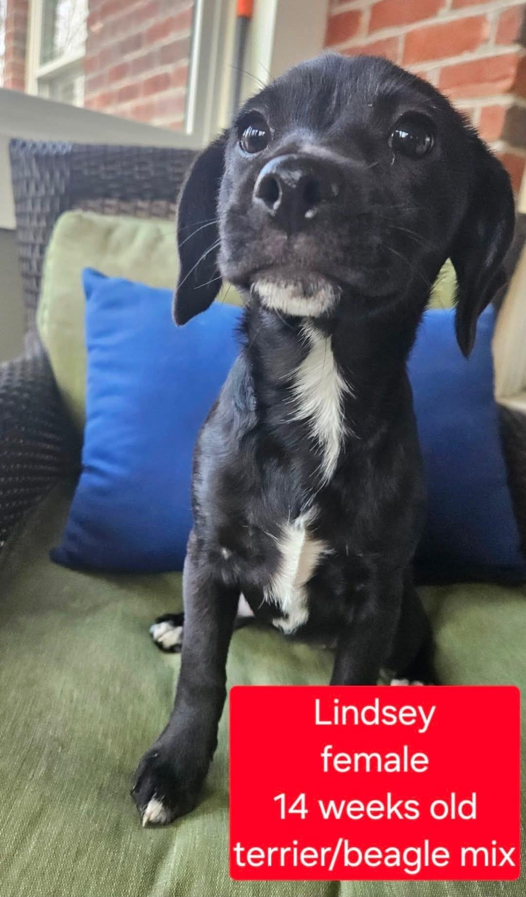Enlarge Lindsey, a Adoptable mixed breed in Ross, OH image 1/1