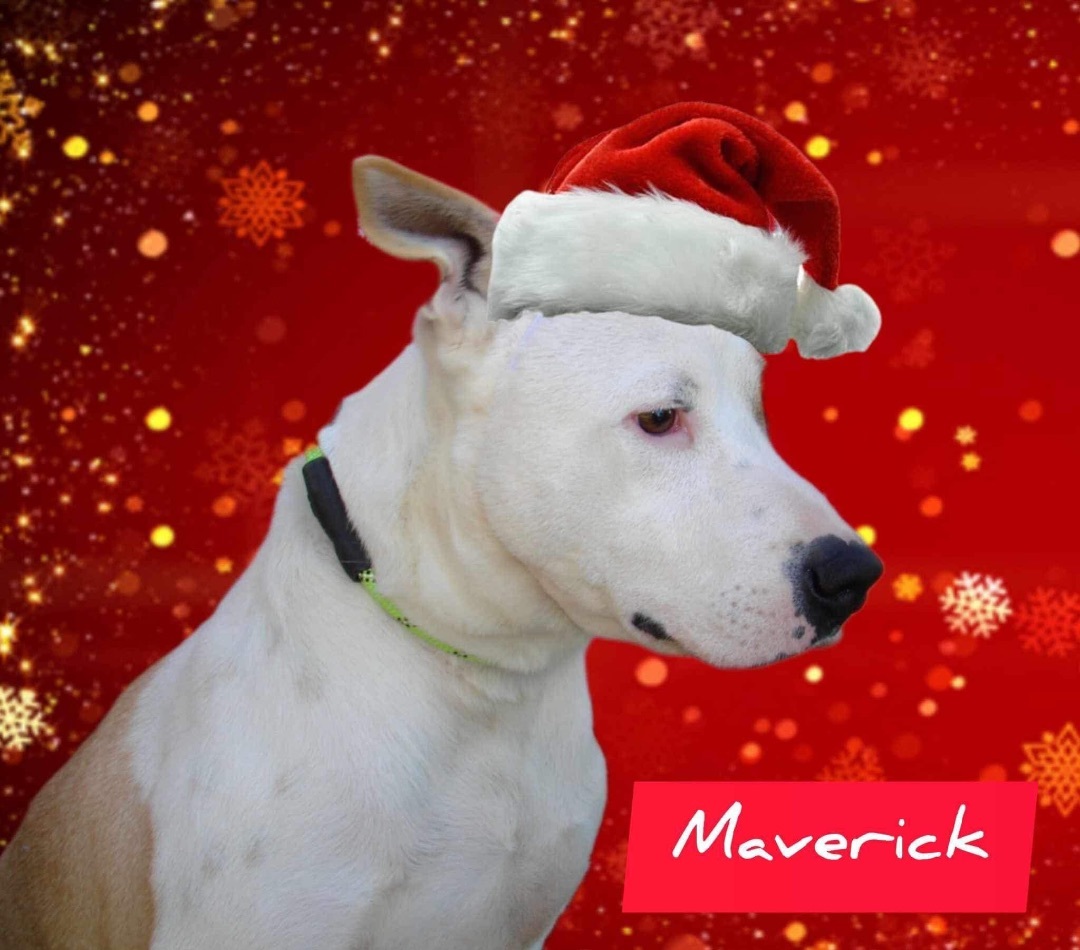 Enlarge Maverick, a Adoptable mixed breed in Denison, TX image 1/11