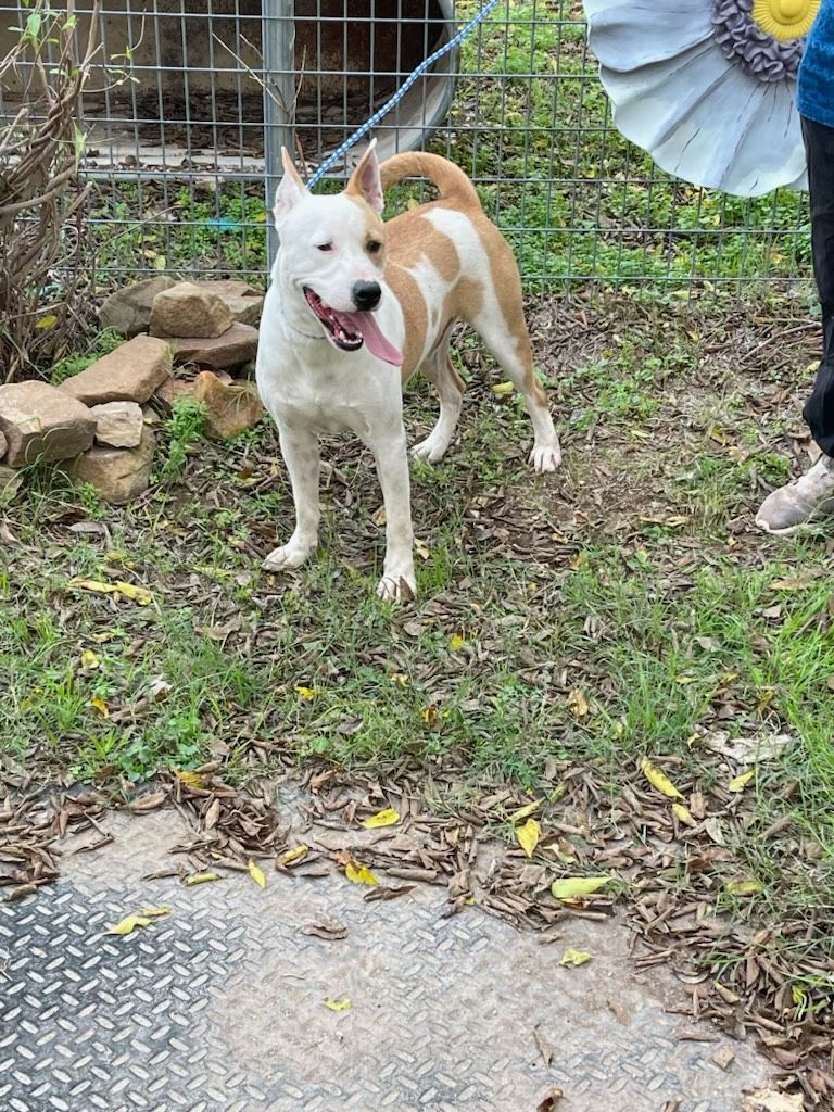 Enlarge Maverick, a Adoptable mixed breed in Denison, TX image 2/11