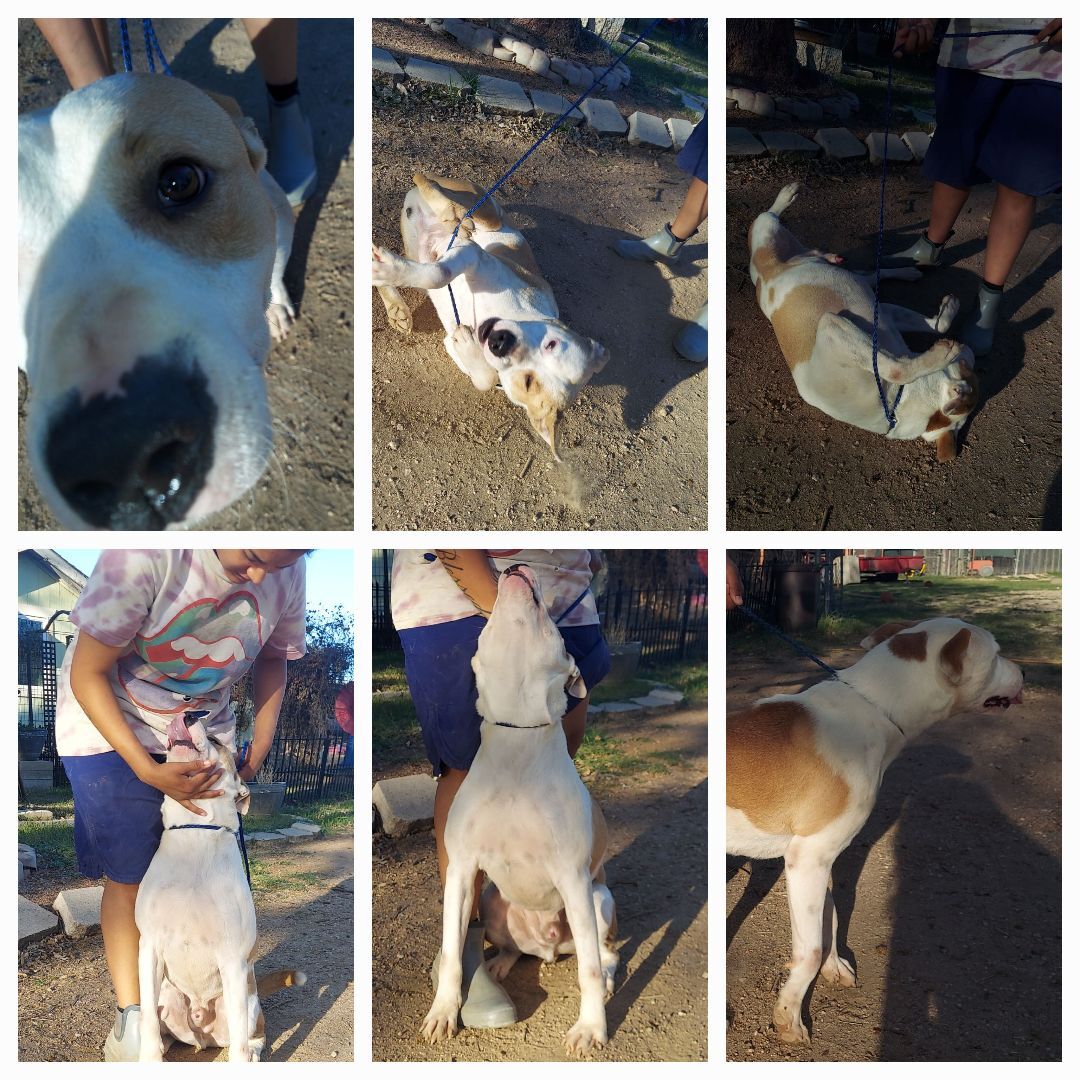 Enlarge Maverick, a Adoptable mixed breed in Denison, TX image 3/11