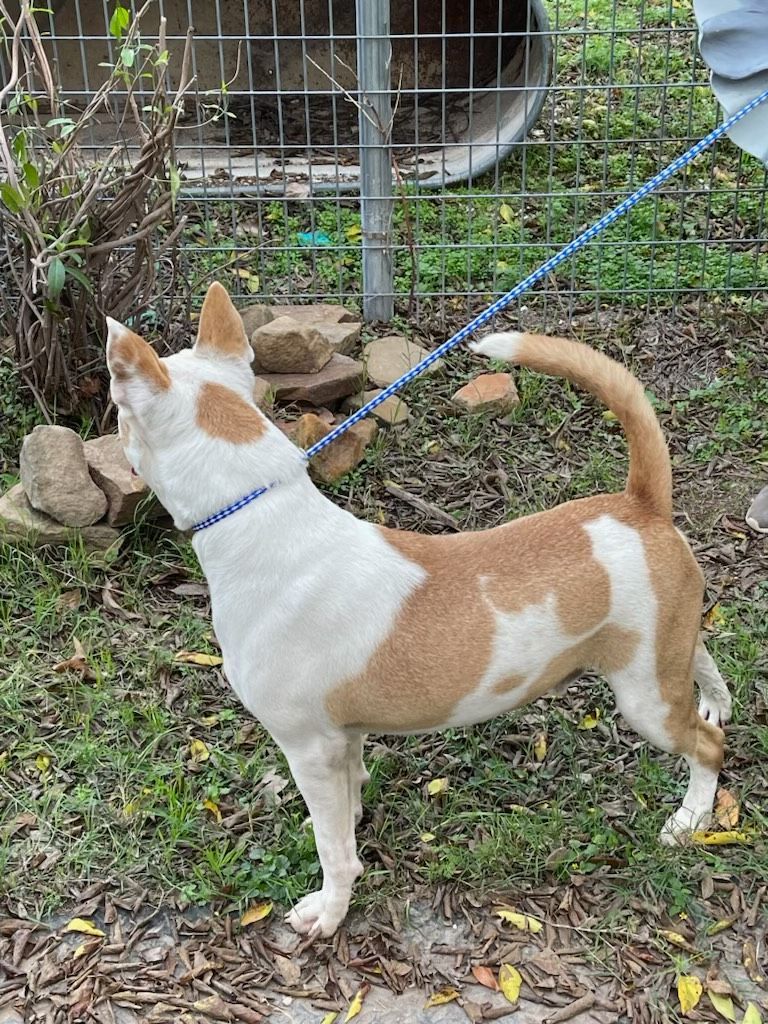 Enlarge Maverick, a Adoptable mixed breed in Denison, TX image 4/11