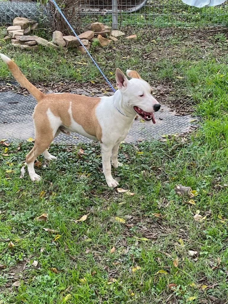 Enlarge Maverick, a Adoptable mixed breed in Denison, TX image 5/11