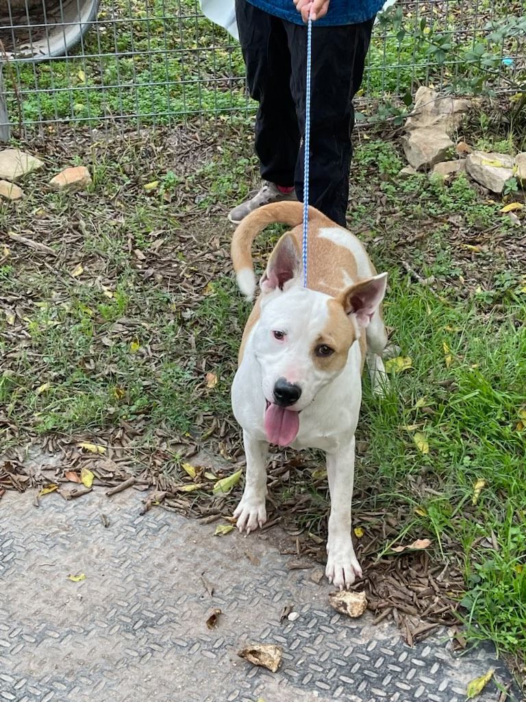 Enlarge Maverick, a Adoptable mixed breed in Denison, TX image 6/11
