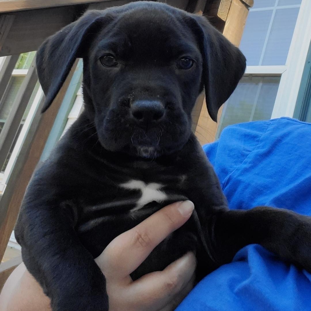 Hope, a ADOPTABLE mixed breed in Colonial Heights, VA image 1/2