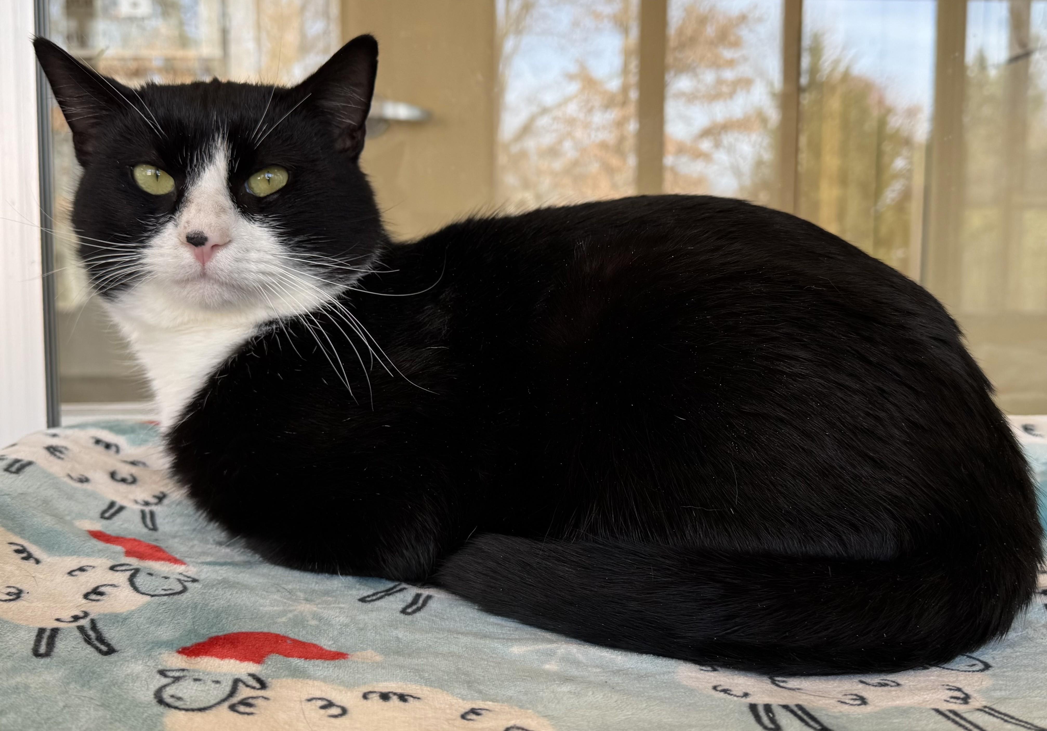 Enlarge Oliver, a Adoptable Domestic Short Hair in Eatontown, NJ image 2/6