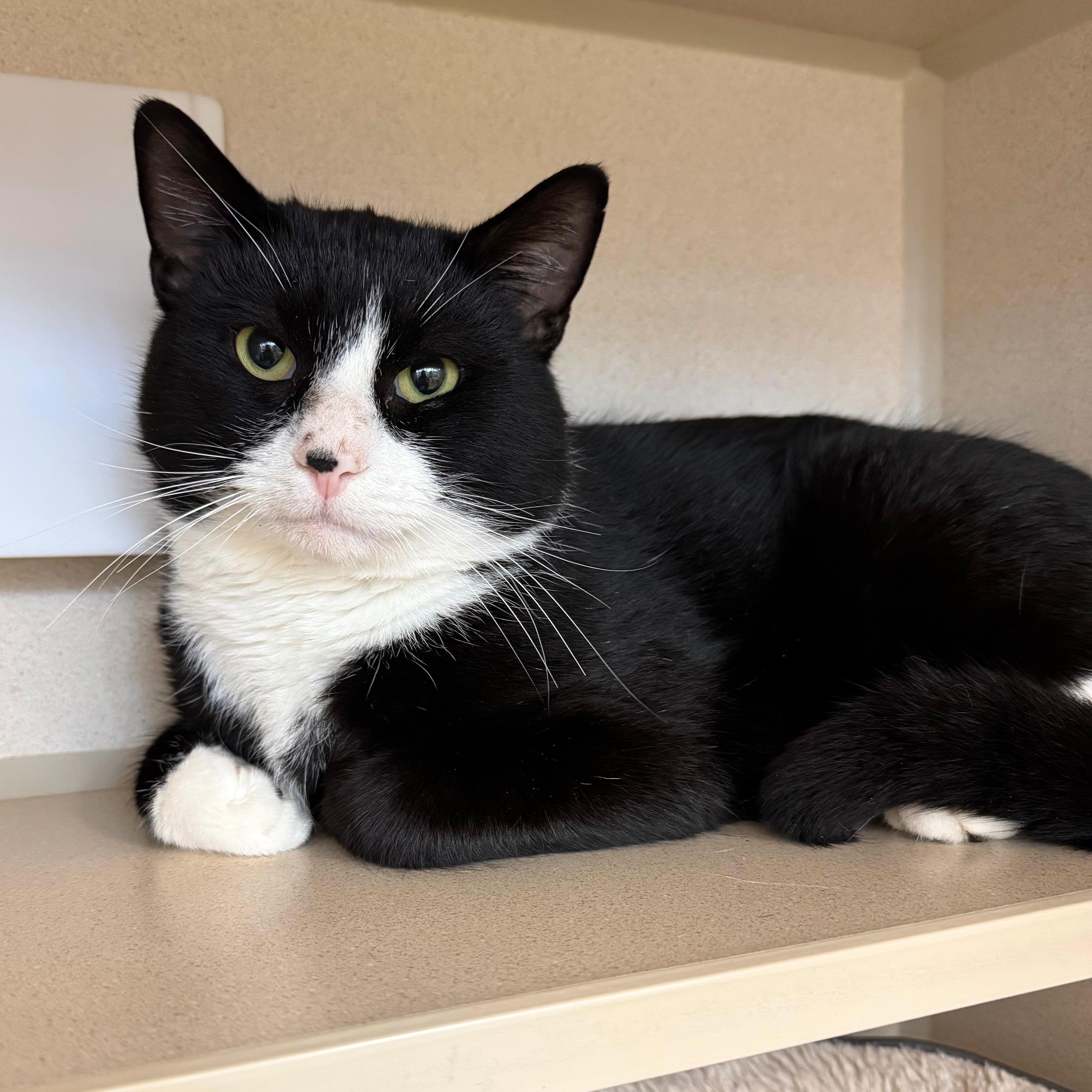 Oliver, Adoptable, Adult Male Domestic Short Hair.
