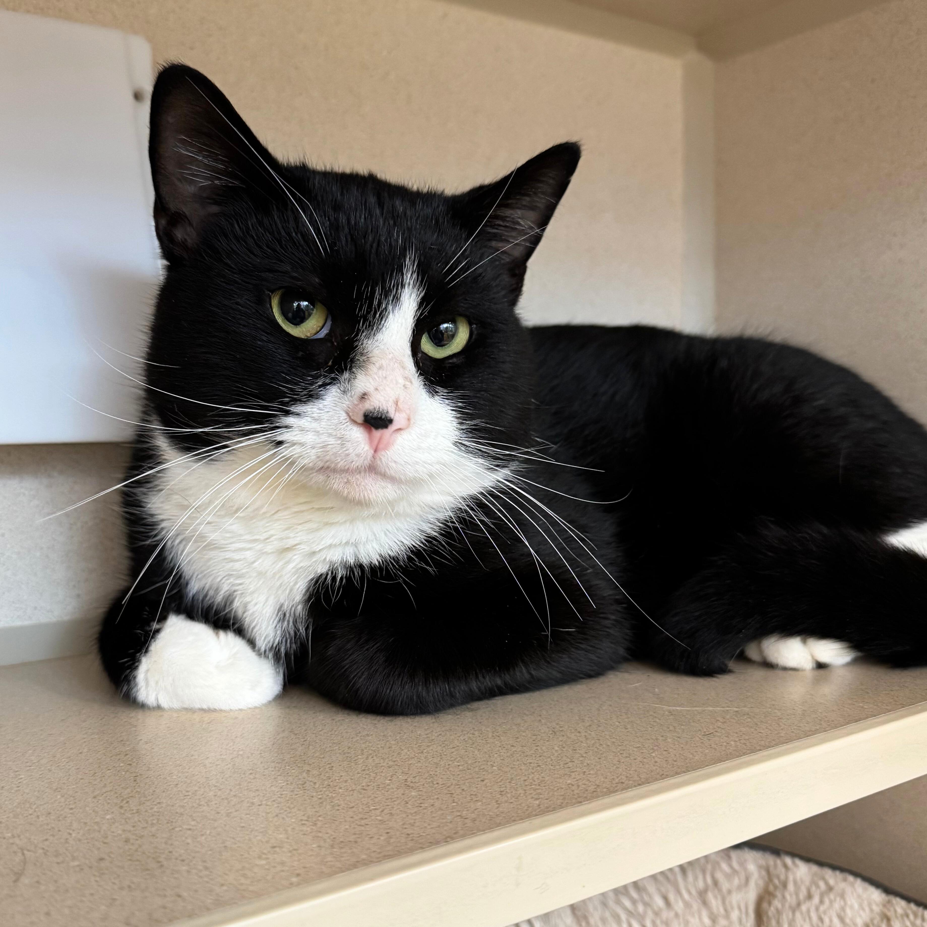 Enlarge Oliver, a Adoptable Domestic Short Hair in Eatontown, NJ image 4/6