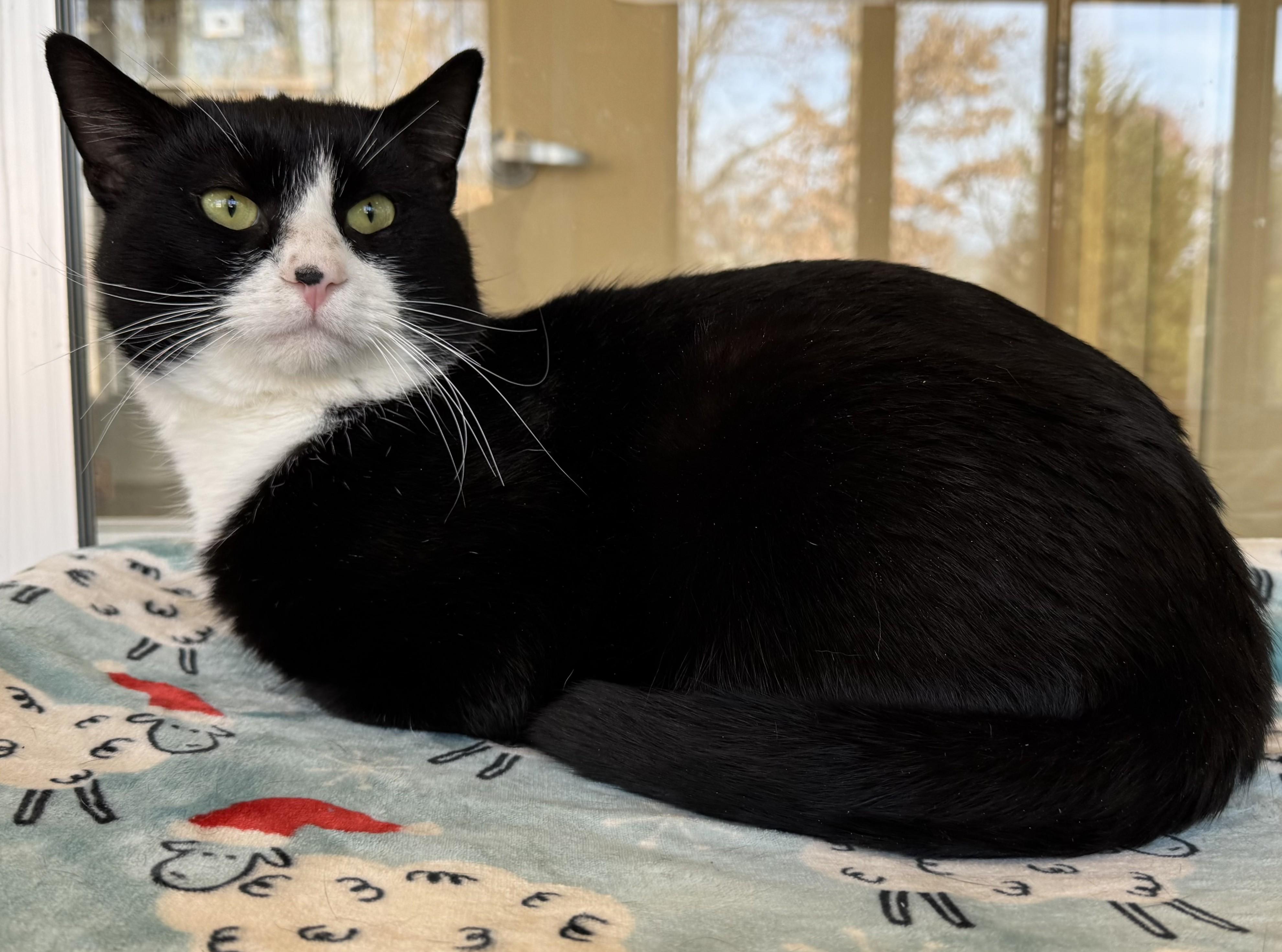 Enlarge Oliver, a Adoptable Domestic Short Hair in Eatontown, NJ image 5/6