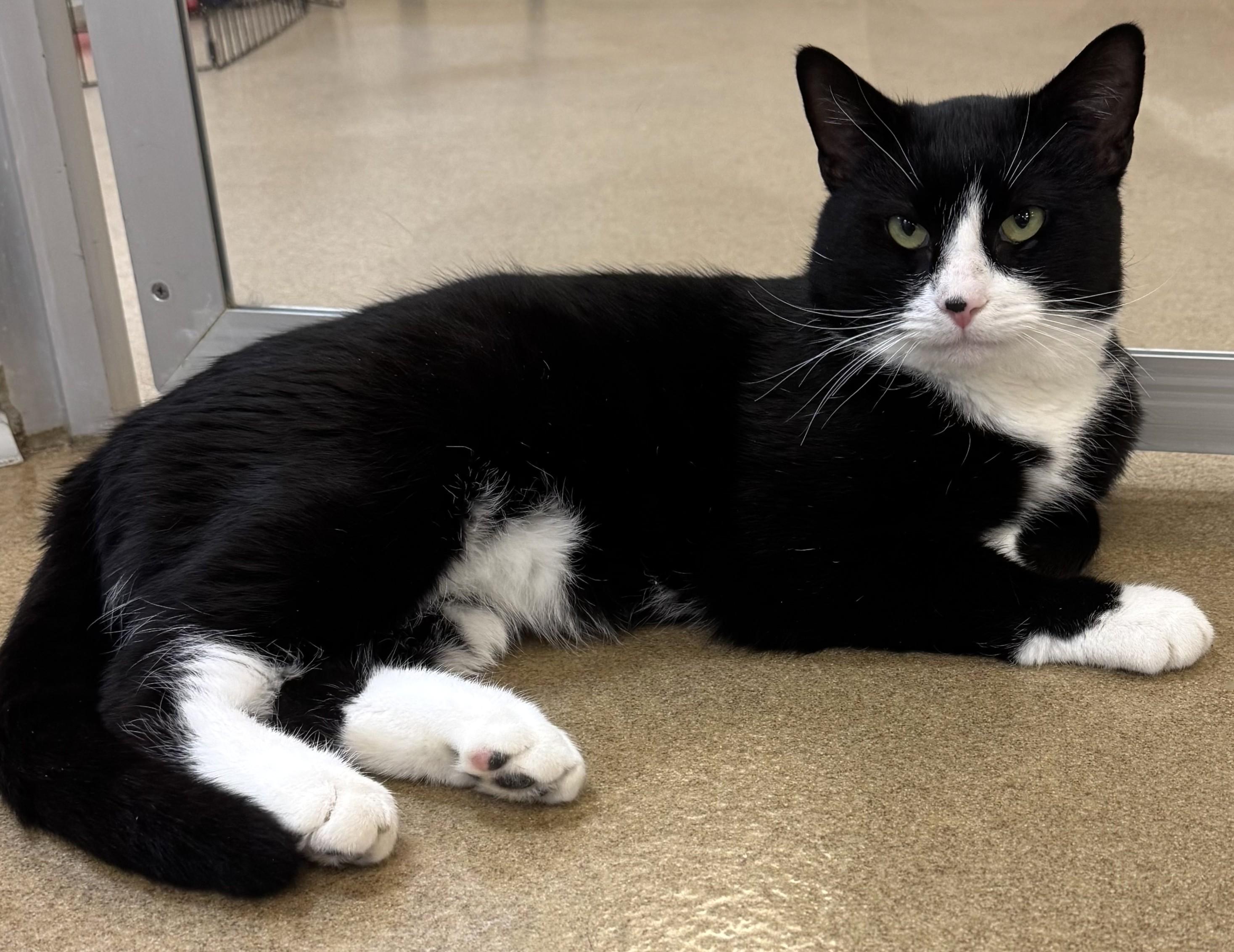 Enlarge Oliver, a Adoptable Domestic Short Hair in Eatontown, NJ image 6/6