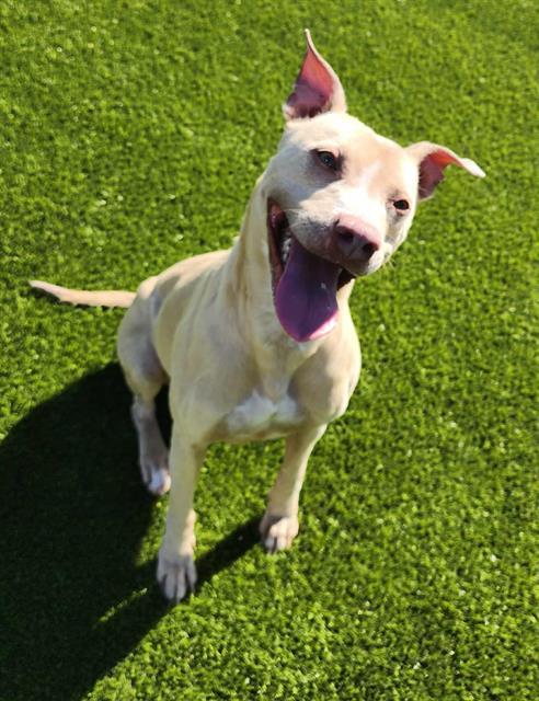 LEMON, Adoptable, Adult Female Pit Bull Terrier & Labrador Retriever.