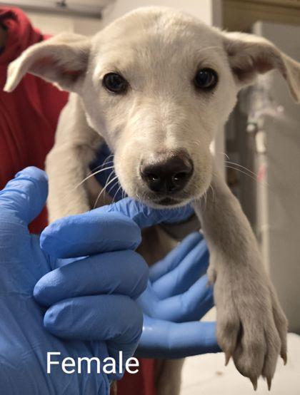 Enlarge Snickerdoodle, a Adoptable mixed breed in Fresno, CA image 1/1