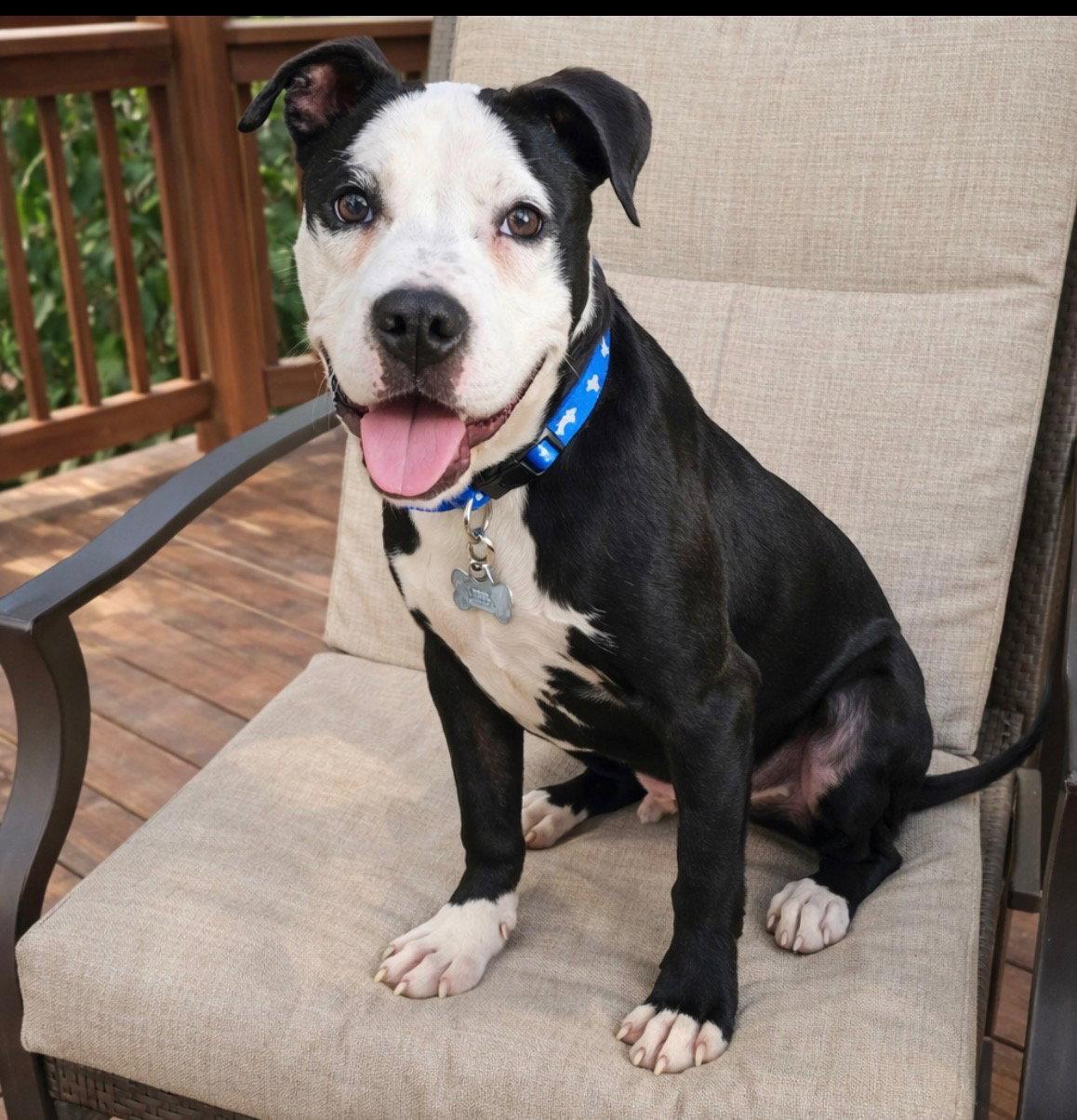 Zak Flash, Adoptable, Young Male Terrier.