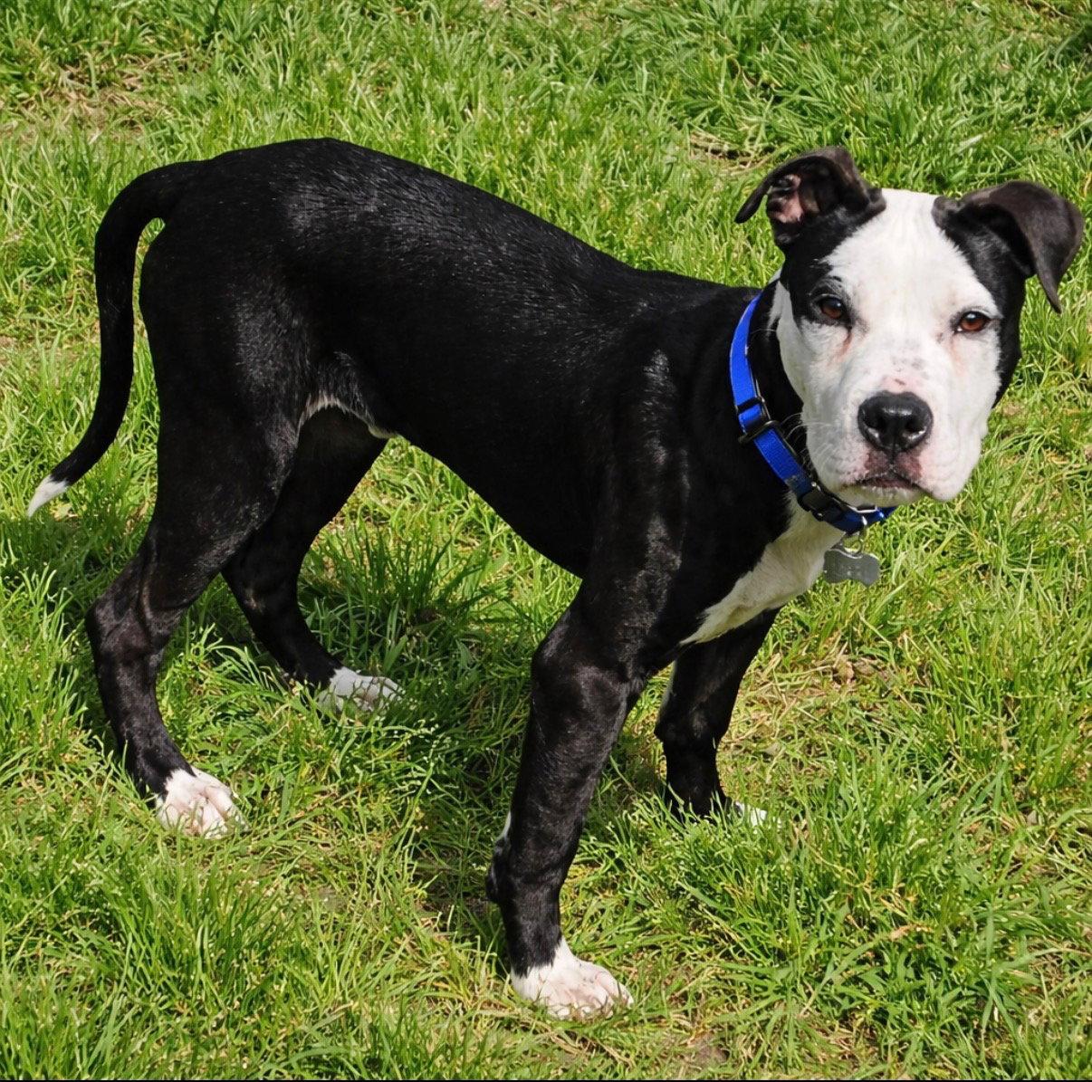 Zak Flash, a Adoptable Terrier in Euless, TX image 2/3