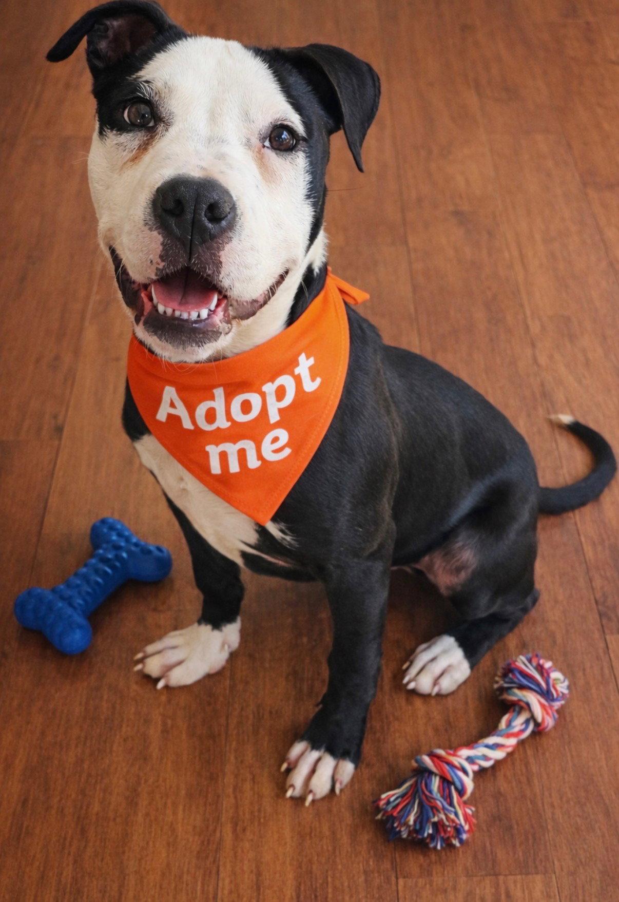 Zak Flash, a Adoptable Terrier in Euless, TX image 3/3