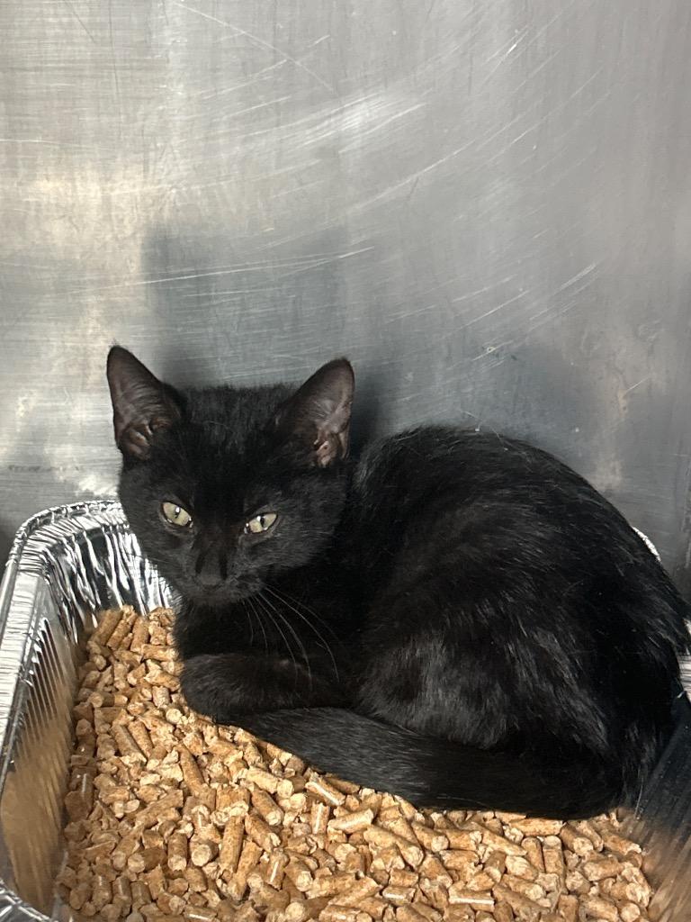 Enlarge Hermes, a Adoptable mixed breed in Cumming, GA image 1/1